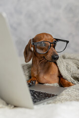 Dachshund in black glasses covered with a gray blanket works, reads, looks at a laptop. Dog blogger