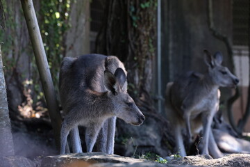 カンガルー