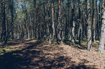 footpath and alley view of dancing forest