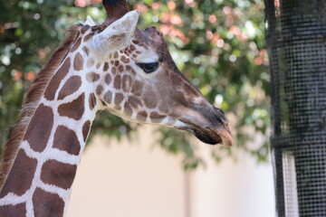 Obraz premium キリン