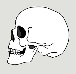 Skull bone face. Side view. Skull icon. Black and white cartoon smiling cute human skeleton head isolated on white background, vector illustration. Spooky skeleton dead head sketch
