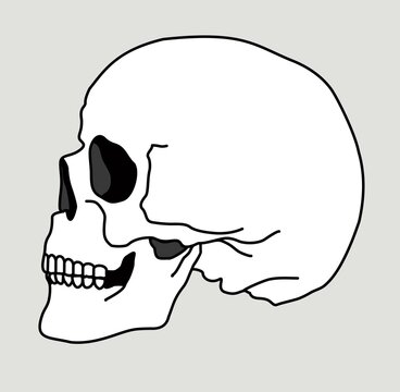 recommend clip art: Skull bone face. Side view. Skull icon. Black and white cartoon smiling cute human skeleton head isolated on white background, vector illustration. Spooky skeleton dead head sketch