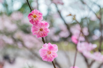 A close-up of plum blossoms in the park in spring