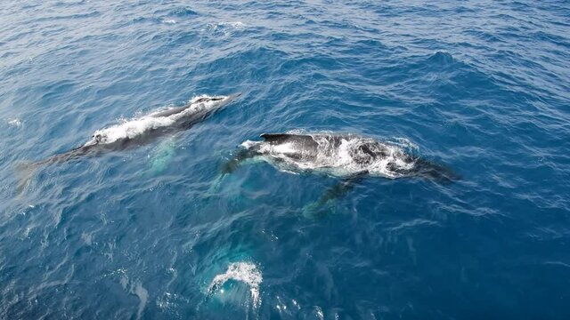 Humpback Whales in the Drake Passage