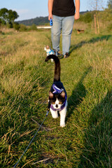 A kitten walking on a lead in the british countryside with a fellow cat following behind. 