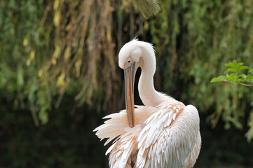 pelican