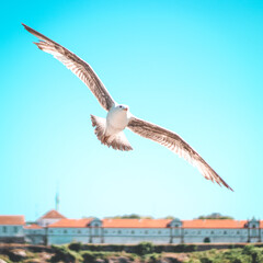seagull in flight