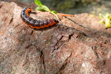 red caterpillar of a carpenter butterfly, on brown stone, horizontal