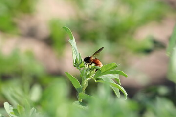 A bee collects natural pure honey and organic fresh beeswax from the white flower of fenugreek.Blur Effect of Fenugreek Plant Green Fresh Healthy Leaves for Vegetable use