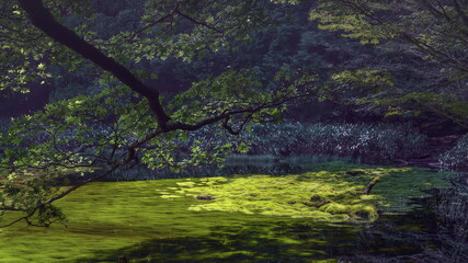 スギゴケが一面に密生する笹倉湿原。愛媛県久万高原町の石鎚山系にある。