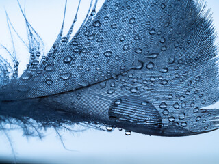 a little blue feather and water drops