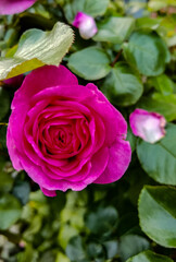 pink and white roses