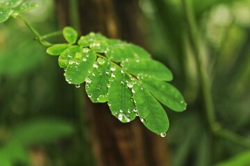 leaf with drops