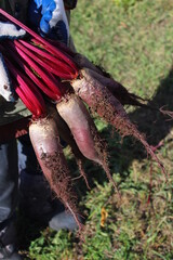 photograph of bunch of beetroot fresh juicy crispy vegetables harvested in autumn close-up in women's hand 