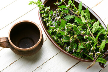 Fresh blooming mint,herbal tea © nikolaydonetsk