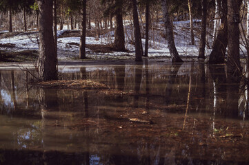 lake in the forest