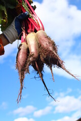 photograph of bunch of beetroot fresh juicy crispy vegetables harvested in autumn close-up in women's hand 
