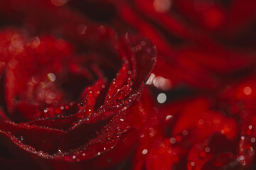 Beautiful dark red rose buds with water drops close up. Nature concept. Floral background.