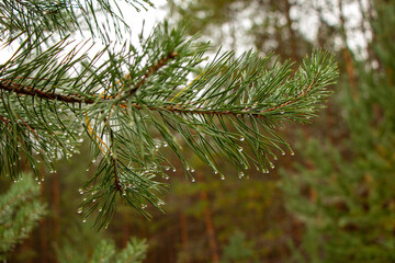 branches of coniferous trees of pine and ate, and juniper bushes with juicy green needles, cones and berries and transparent raindrops after thunderstorm.