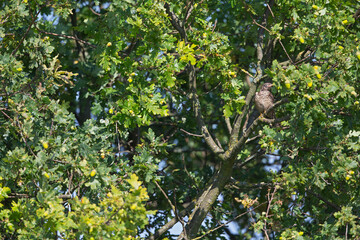 A juvenile common cuckoo (Cuculus canorus) perched in a tree.