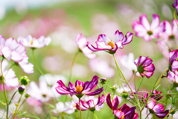 白地に濃いピンクの縁取りが美しいコスモス、ピコティ