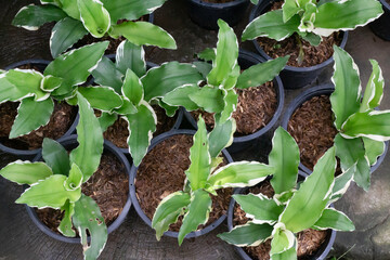 Green leaves plant in tree garden