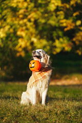 Adorable golden retriever with checkered bandana sits in park on autumn bush with yellow leaves background and holds a jack o lantern bucket looking up. Dog holds a halloween symbol during golden hour