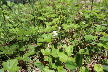Naklejka na ściany i meble blooming strawberries in the grass and foliage in a clearing