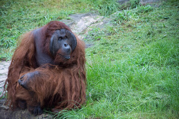 オランウータン