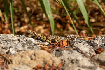 Yellow sand lizard Lacerta agilis sunbathing lying on a rock in Italy