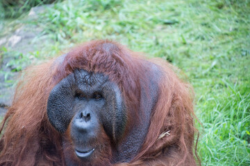 オランウータン