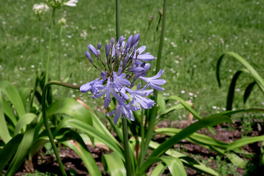 Blue lily flowers blooming