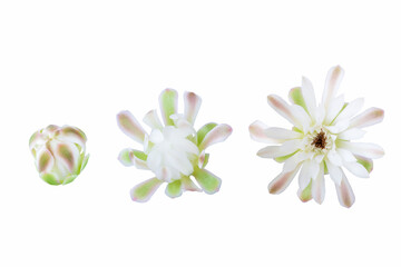Macro closeup of each bloom white flowers cactus with isolated on white background
