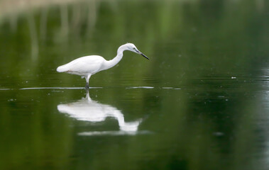 The little egret is a species of small heron in the family Ardeidae.