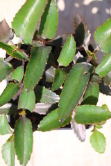 Kalanchoe daigremontiana żyworódka płodnolist