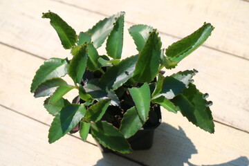 Kalanchoe daigremontiana żyworódka płodnolist © Perovskia