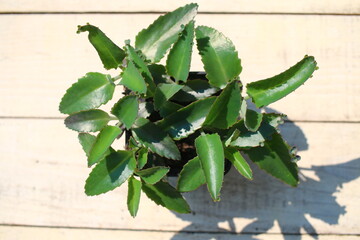 Kalanchoe daigremontiana żyworódka płodnolist © Perovskia