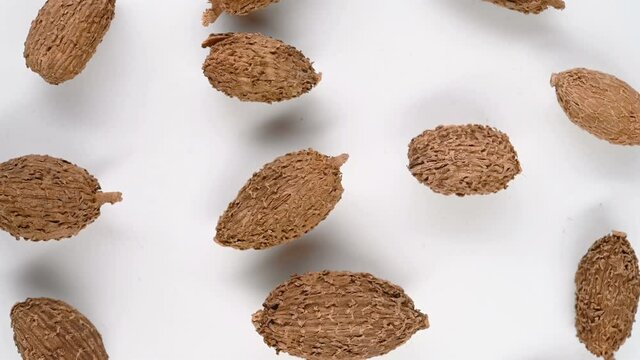 top view herb ShaRen or Amomi Fructus or Villous Amomum Fruit rotating