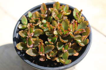 Kalanchoe daigremontiana żyworódka płodnolist