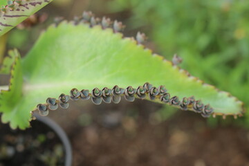 Kalanchoe daigremontiana żyworódka płodnolist © Perovskia