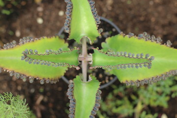 Kalanchoe daigremontiana żywor&oacute;dka płodnolist