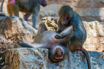 baboon lies on the ground
