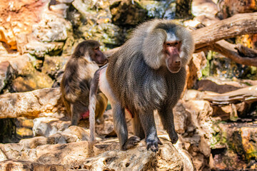 baboon stands on a rock