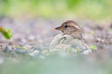 A House sparrow (Passer domesticus) sand bathing between the gravel.