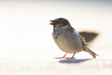 A house sparrow (Passer domesticus) blacklit on surface level.