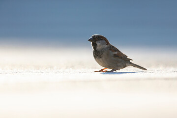 A house sparrow (Passer domesticus) blacklit on surface level.