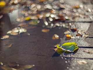 Closeup Yellow autumn leaves lying in a puddle lit by the bright sun on a blurred background.