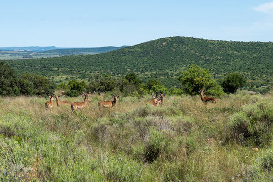 Landscape Shot, Farm And Nature Reserve Land In The Vredefort Dome, South Africa