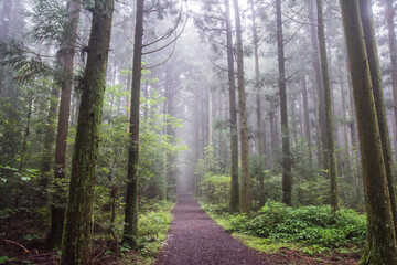 제주도 숲속 산책길