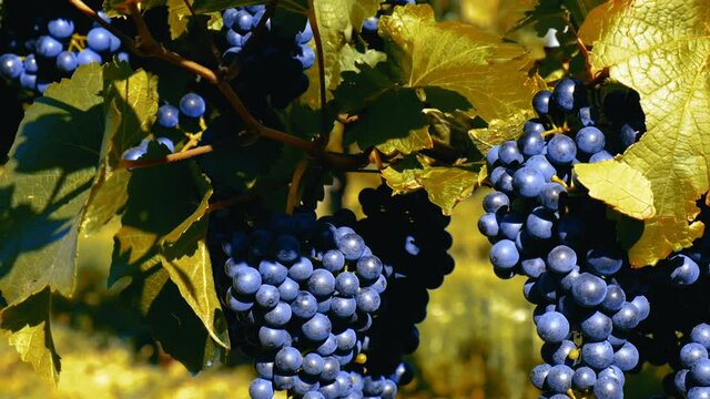 blue merlot grapes in green vineyard